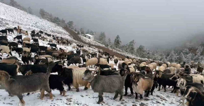 Giresun yaylalarına kar yağdı, çobanlar zorlu dönüş yolculuğuna çıktı