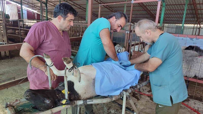 Güçlü Afrika koyunundan alınan embriyolar, yerli taşıyıcı anne koyunlara transfer edildi