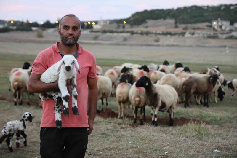 YAZ AYLARINDA HAYVANLARIN OTLANDIĞI