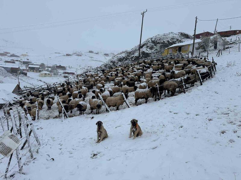 DOĞU KARADENİZ BÖLGESİ’NDE YAYLACILIK