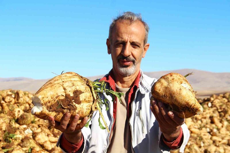 KAHRAMANMARAŞ'TA ŞEKER PANCARI SÖKÜM