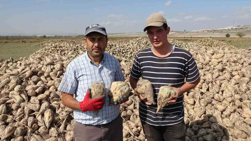 KÜTAHYA'DA PANCAR HASADI BAŞLADI