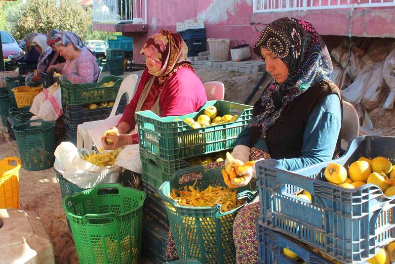 MANİSA'NIN ALAŞEHİR İLÇESİNDE HASADI