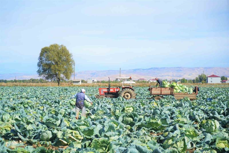 Muş’ta lahana üretiminden 120 milyon lira gelir bekleniyor