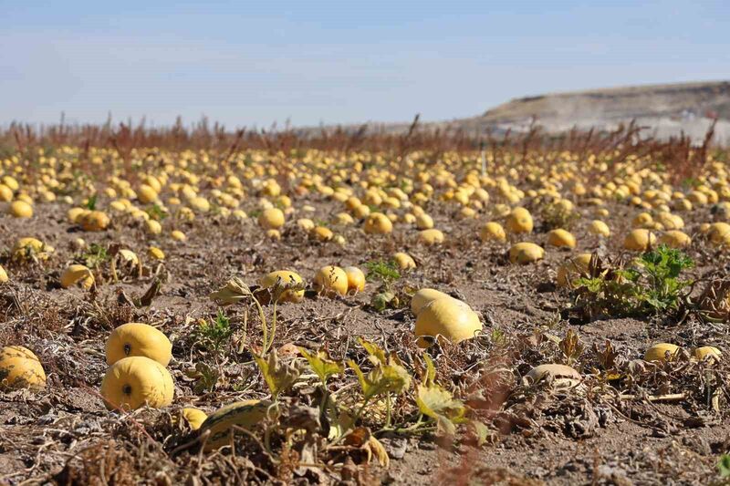 Nevşehir’de çerezlik kabak çekirdeği hasadı yapıldı