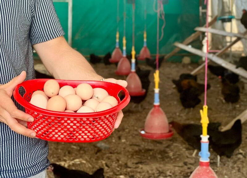 Sağlıklı yumurtalar sofraları süsleyecek