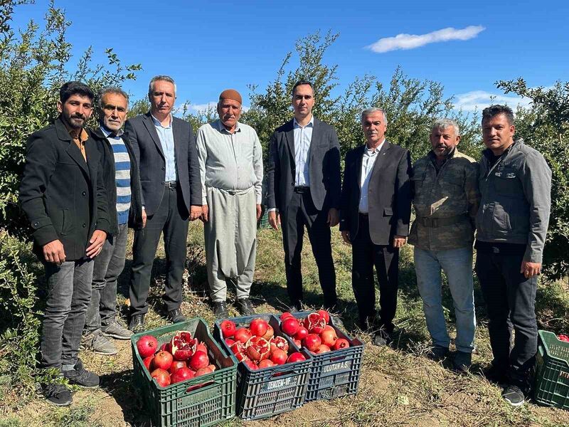 ADIYAMAN’IN SAMSAT İLÇESİNDE YETİŞTİRİLEN