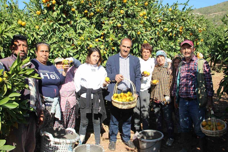 Satsuma mandalinanın ihracat yolculuğu 18 Ekim’de başlıyor