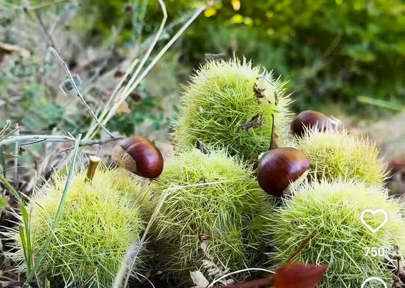 SİMAV’IN KARA ELMASI KESTANE