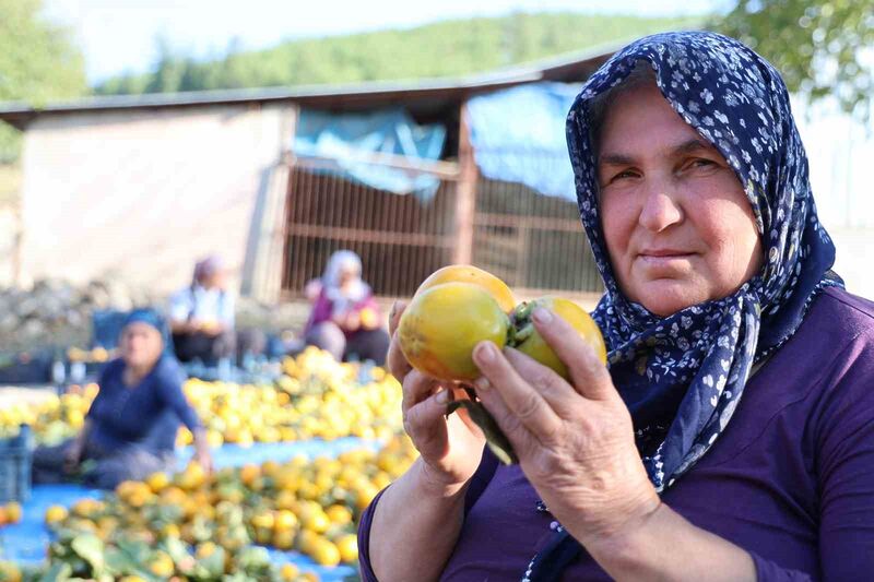 ÜRETİCİ RAHİME ÇAM