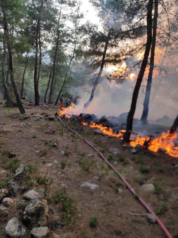 HATAY’IN YAYLADAĞI İLÇESİNDE ORMANLIK