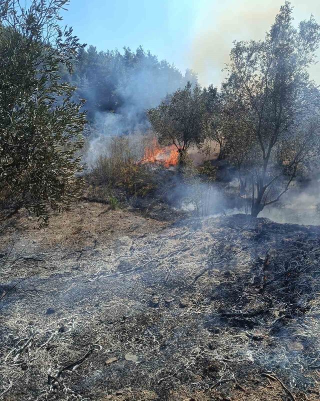 HATAY'DA ZEYTİNLİK ALANDA ÇIKAN