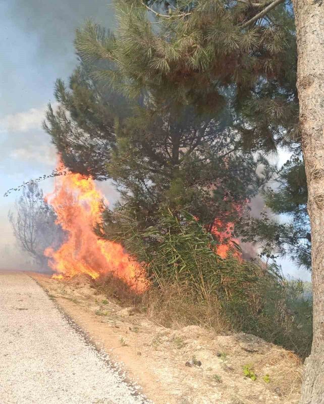 HATAY’IN ANTAKYA İLÇESİ ORMANLIK