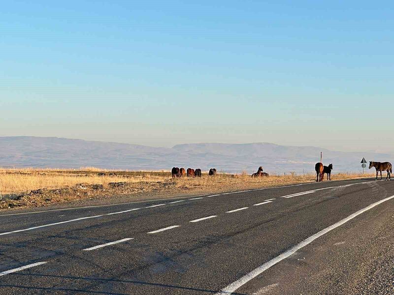 KARS'TA TARIMSAL FAALİYETLERDE KULLANILAN