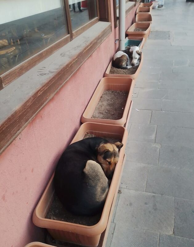 ESKİŞEHİR’DEKİ BAZI SOKAK KÖPEKLERİ,