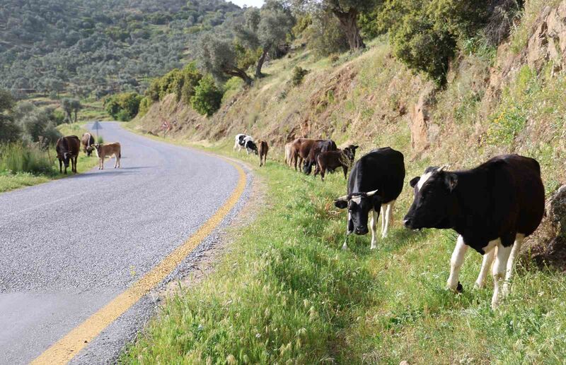 DOĞAL ORTAMDA BESLENEN HAYVANLARIN