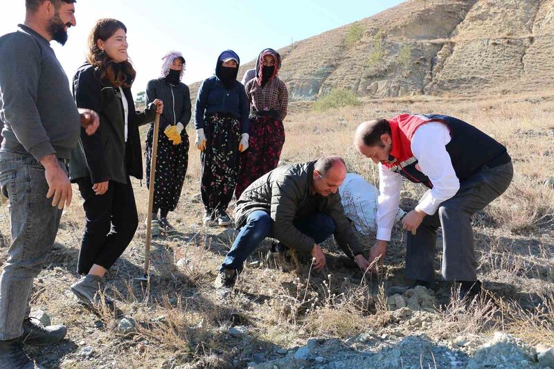 ERZİNCAN’DA TUZ ÇALISI ORMANI