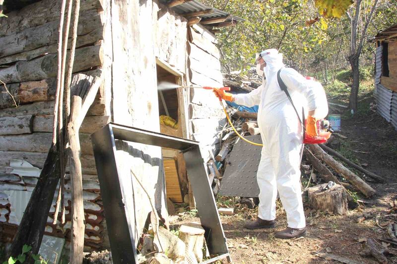 Giresun Belediyesi’nden kahverengi kokarcayla mücadele