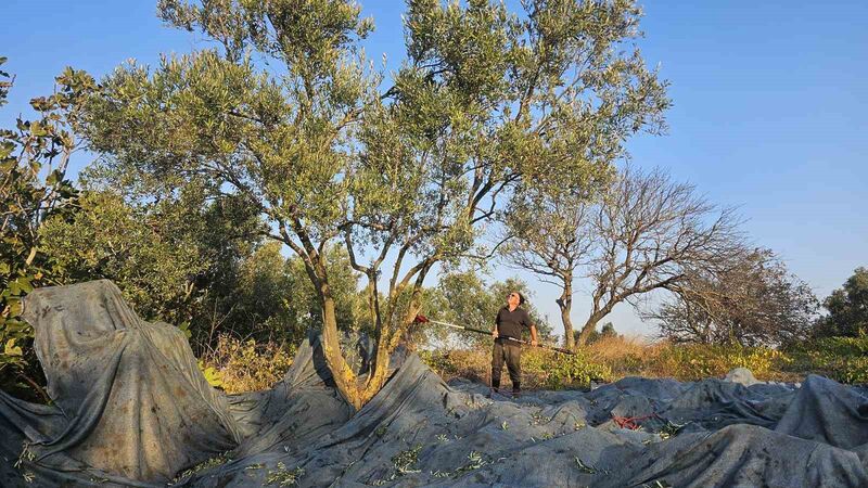 GÜNEY MARMARA’DA ZEYTİN HASADI