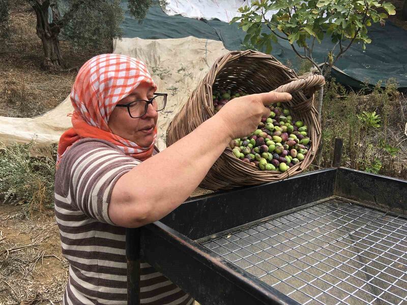 AYDIN’IN GERMENCİK İLÇESİNDE ZEYTİN