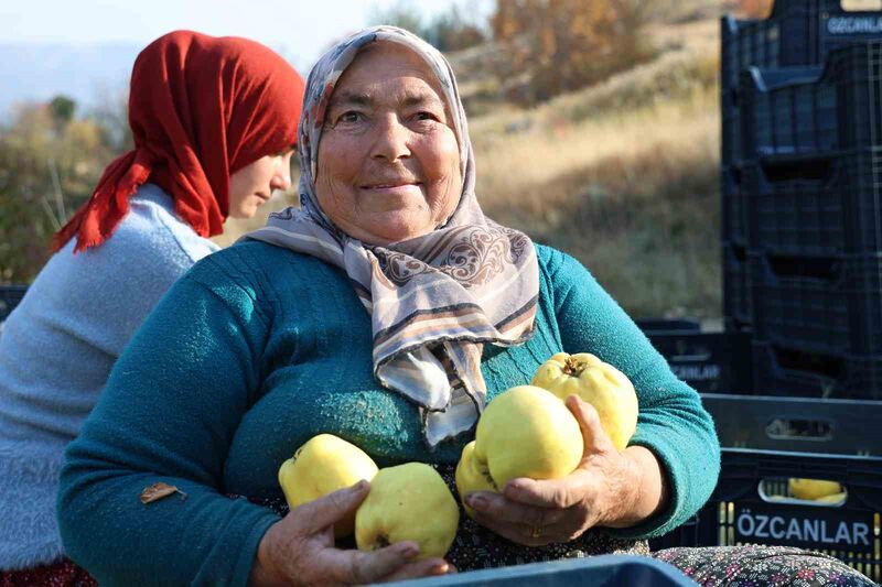 KAHRAMANMARAŞ'TA AYVA HASADI BAŞLADI.