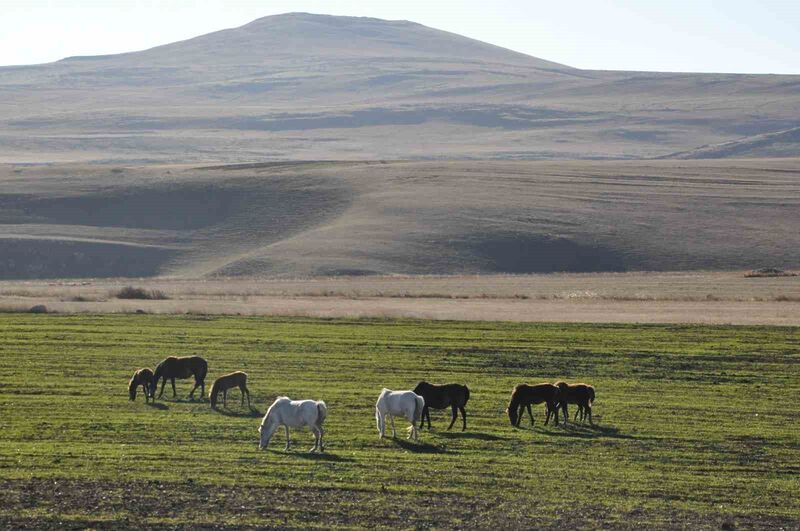 KARS’TA YILKI ATLARI DOĞAL