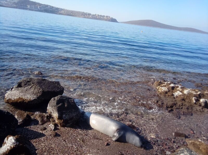 MUĞLA’NIN BODRUM İLÇESİNDE KUYRUĞUNDA