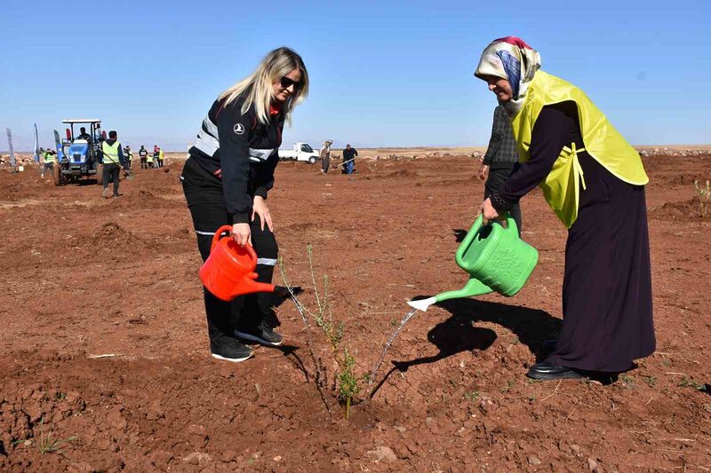 ŞANLIURFA’NIN SİVEREK İLÇESİNDE, ÇEVRE