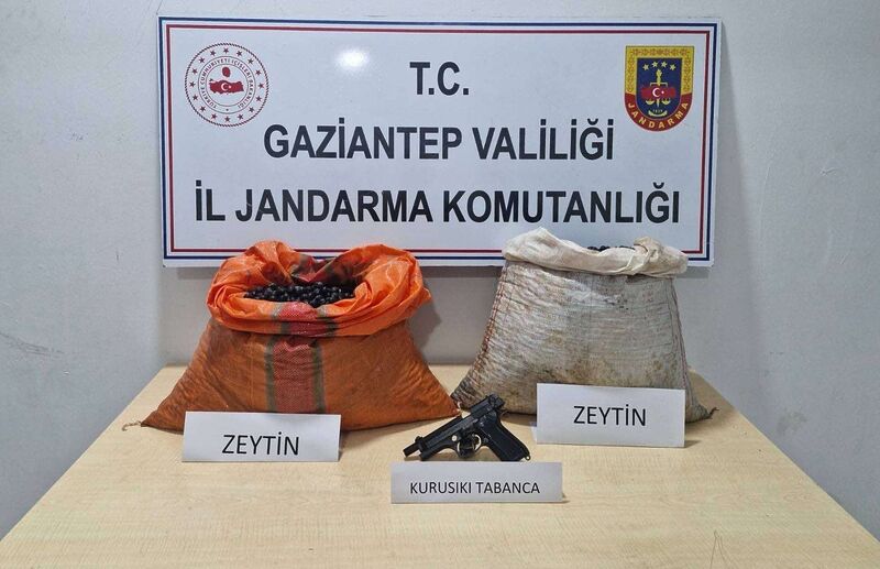 GAZİANTEP'TE ZEYTİN HIRSIZLIĞI YAPARKEN