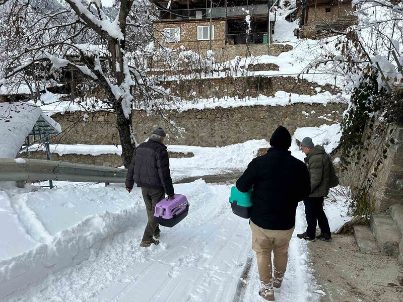 Artvin’de mezrada kar nedeniyle mahsur kalan 4 kedi de kurtarıldı