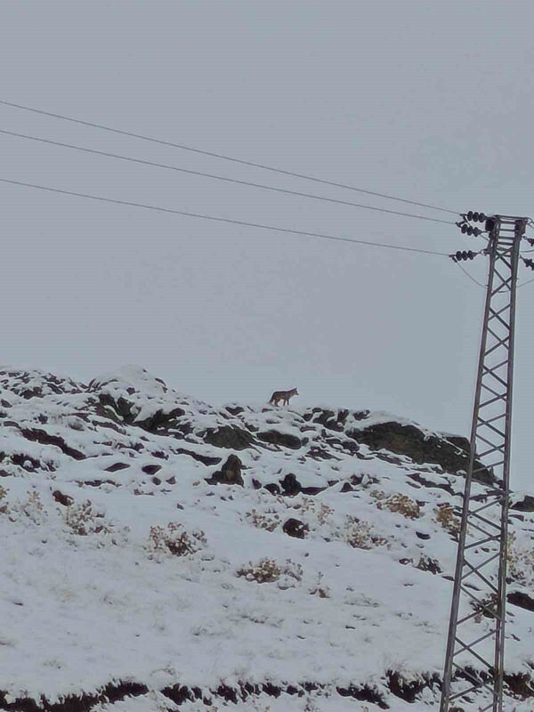 HAKKARİ'NİN KARŞIYAKA MAHALLESİ'NDE BULUNAN