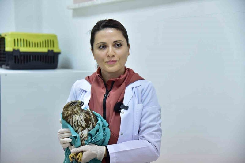 Bir vatandaş tarafından doğada uçamaz halde bulunarak, Balıkesir Üniversitesi Veteriner