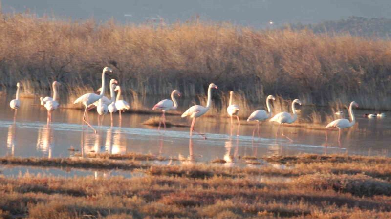 Balıkesir’in Burhaniye ilçesinde sulak alanları mesken tutan flamingolar ilgi odağı