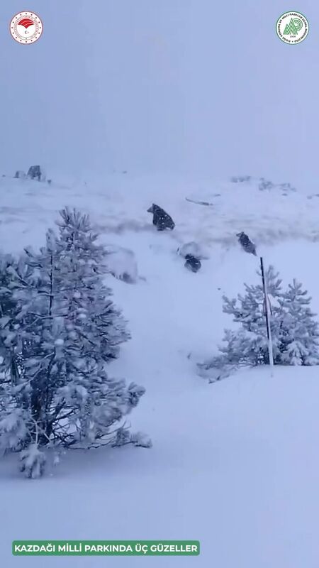 Balıkesir’in Edremit ilçesi sınırlarındaki Kazdağı Milli Parkı’nda, karlı zeminde koşturan