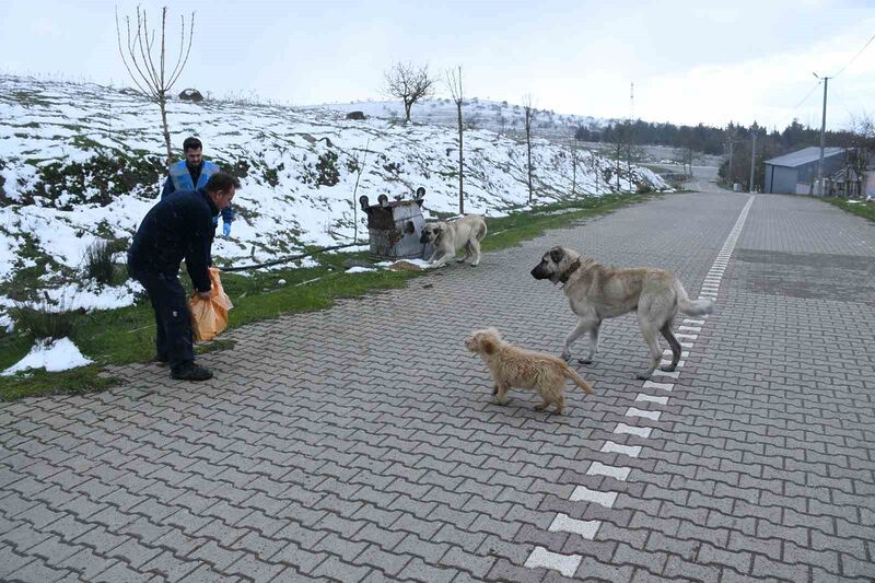 Her mevsim olduğu gibi zorlu kış şartlarında da can dostları