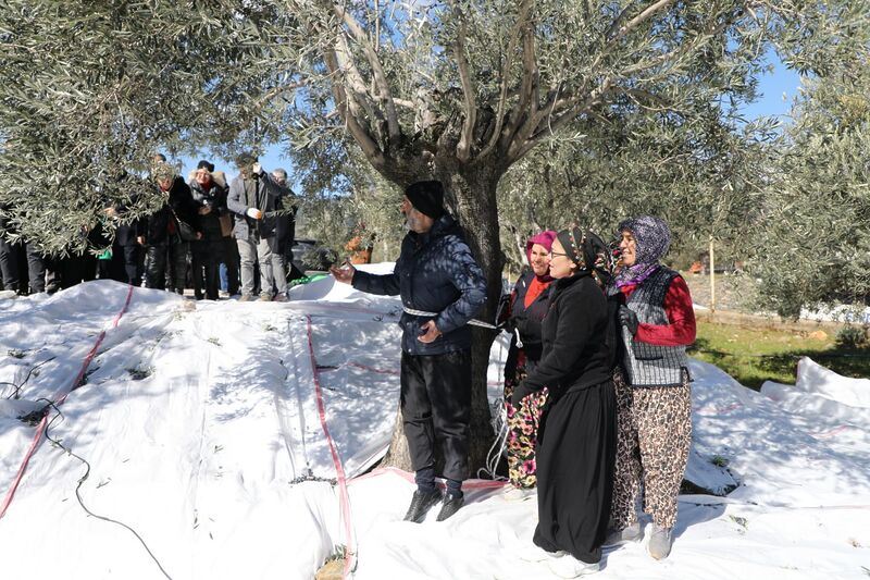 Balıkesir’in Edremit ilçesinde 21-22 Şubat’ta düzenlenen geleneksel Zeytin Hasat Sonu