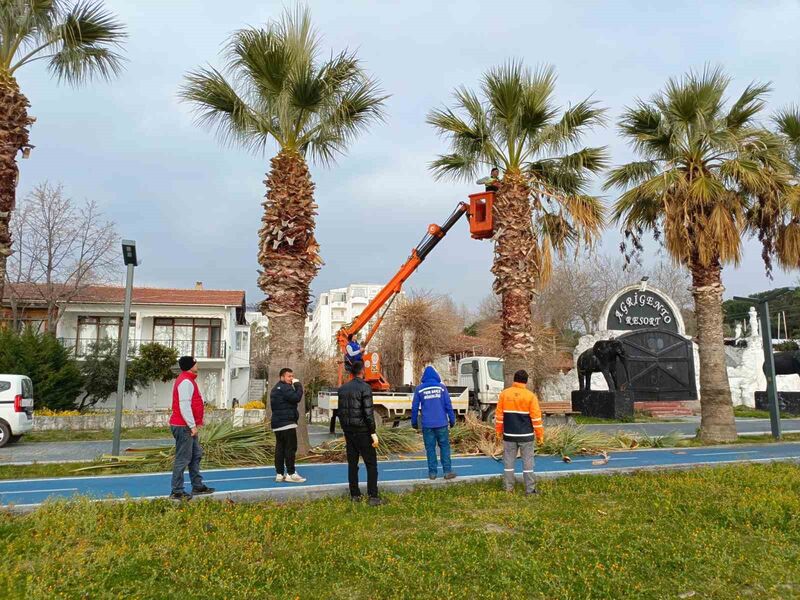 Balıkesir’in Erdek ilçesinde palmiyeleri tehdit eden kırmızı palmiye böceği nedeniyle