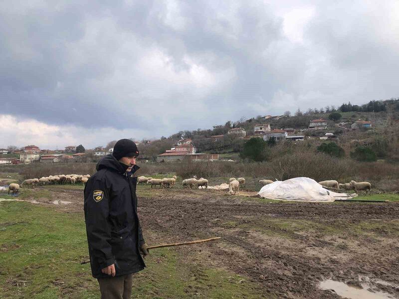 Balıkesir Kepsut Şeremetler Mahallesi’nde küçükbaş hayvancılık yüzleri güldürüyor. Küçükbaş hayvanların