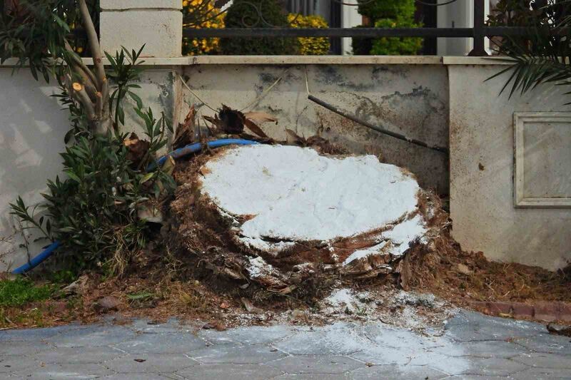 Balıkesir’in Erdek ilçesinde kırmızı palmiye böceği tehdidi nedeniyle yaklaşık 25