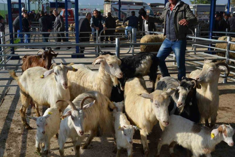 Balıkesir’in Gönen ilçesine bağlı Ulukır Mahallesi’nde şap hastalığı tespit edilmesi