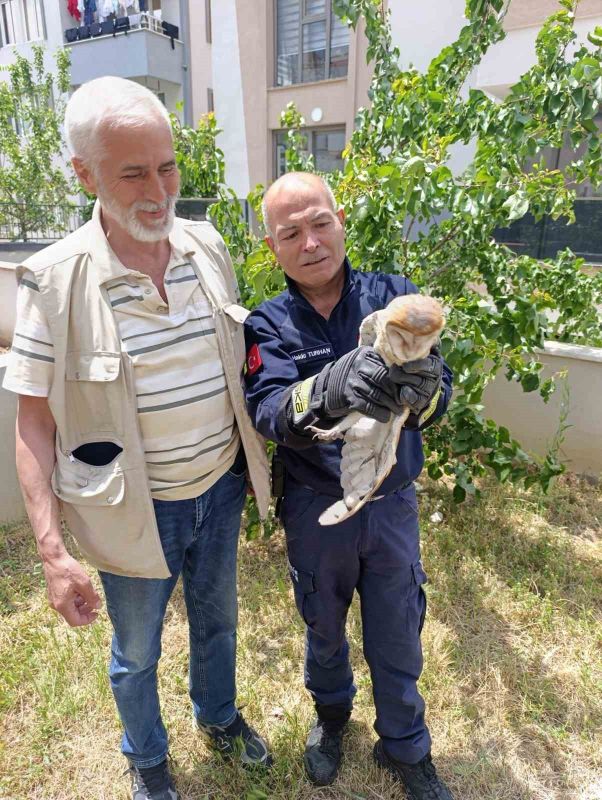 Balıkesir’in Burhaniye ilçesinde balkon pervazına çarparak yaralanan bir baykuş, itfaiye