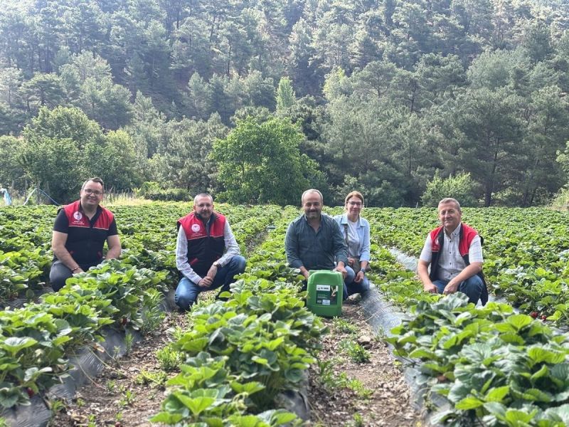 Balıkesir’in Havran ilçesine bağlı Çakırdere Mahallesi’nde 2025 sezonunun ilk çilek