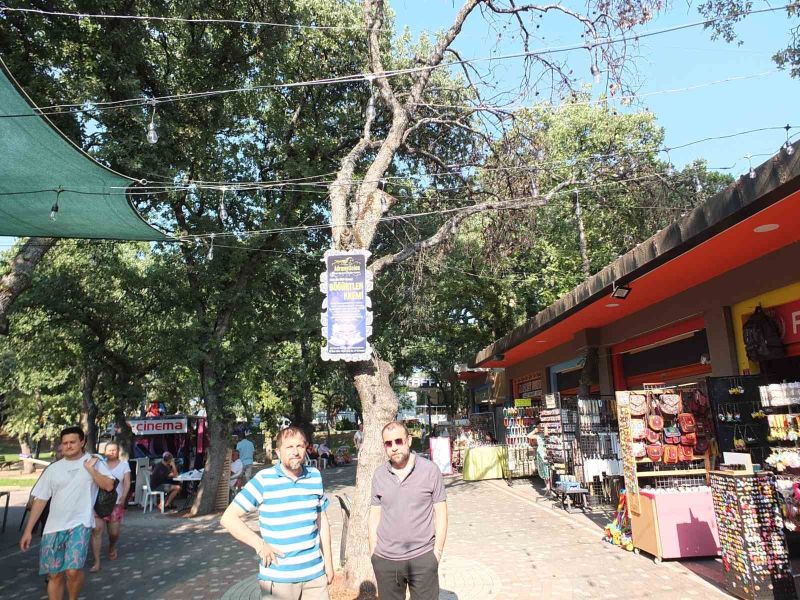 Balıkesir’in Burhaniye ilçesinde turistik Ören mahallesinde kuruyan ağaçlar tehlike saçıyor.