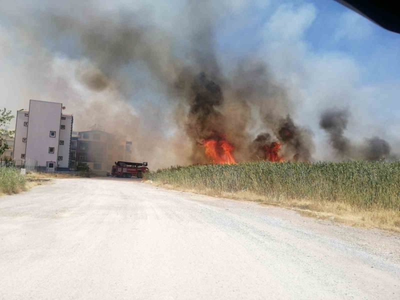 Balıkesir’in Edremit ilçesi Dalyan Mevkii’nde sazlık alanda henüz bilinmeyen bir