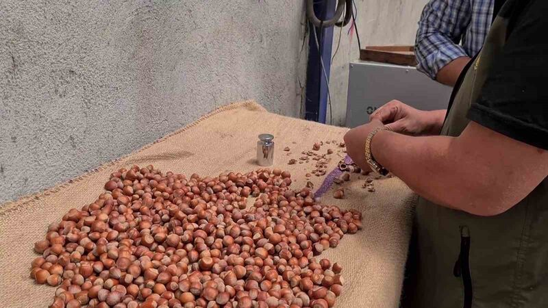 Zonguldak’ın Alaplı’da bu yıl fındık hasadı sahil kesiminde 4 Ağustos,