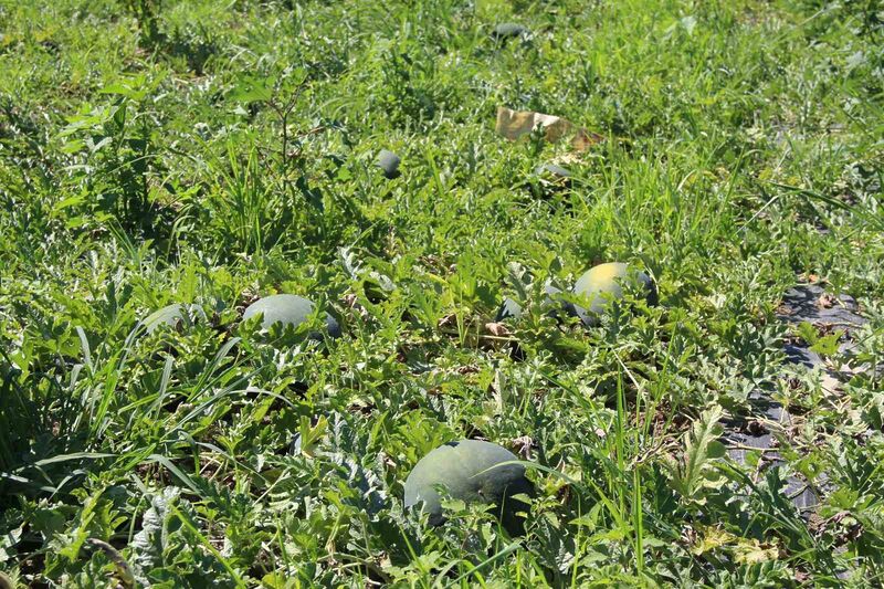 Samsun’un Çarşamba ilçesine özgü baldan tatlı Süheyla kavunu, bu sezon