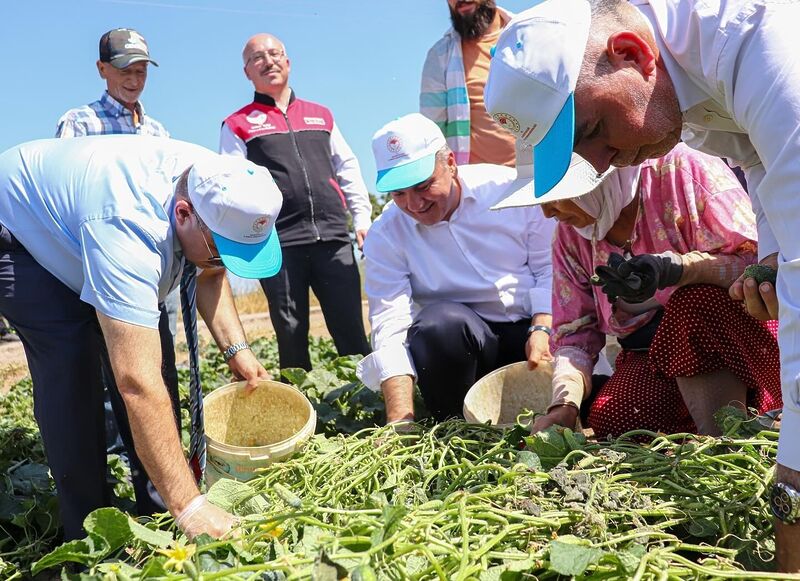 Balıkesir’in Sındırgı ilçesinde coğrafi işaretle tescillenen kornişonunun hasadı tüm hızıyla