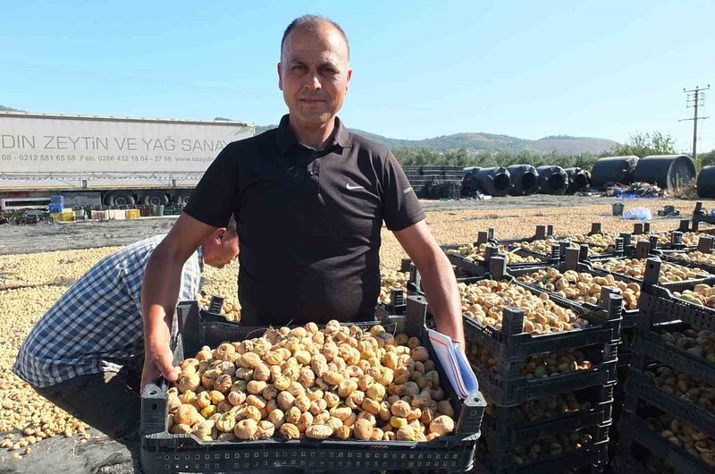 Balıkesir’in Havran İlçesinde, incir hasadı başlarken, rekoltenin yüksek olması vatandaşları