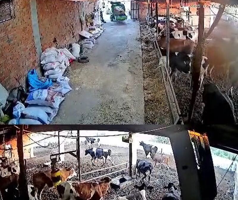 Balıkesir’de meydana gelen 6.1 büyüklüğündeki deprem esnasında ineklerin kaçışması güvenlik