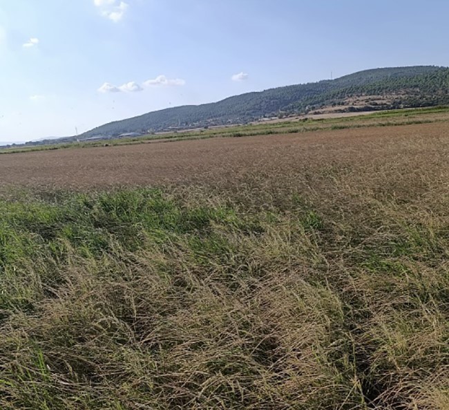 Balıkesir’in Gönen ilçesinde çeltik üreticileri büyük bir sulama kriziyle karşı